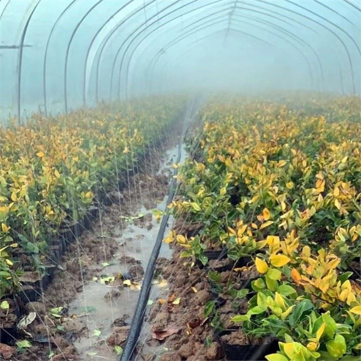 3 hole Micro Rain Pipe Irrigation