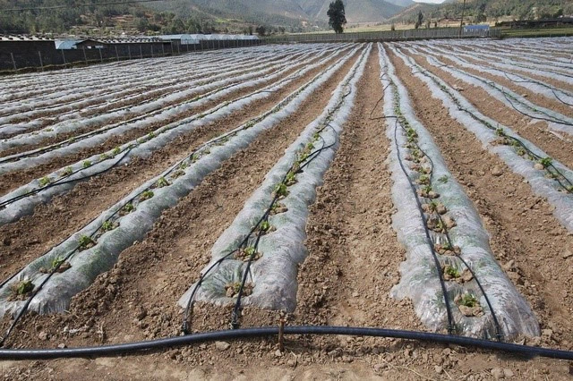 Drip Irrigation System Installation 6 Drip Irrigation System Installation 6